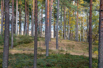 Fototapeta premium radiant sun light shining through tree branches in forest
