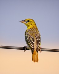 Yellow Fody Bird perching on line