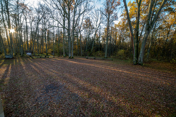 radiant sun light shining through tree branches in forest