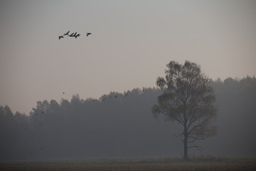Beautiful flock of migratory goose during the sunrise near the swamp in misty morning.  Autumn landscape of Latvia, Europe.