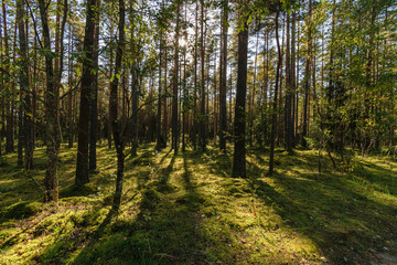 Fototapeta na wymiar tourist walking footpath in green forest