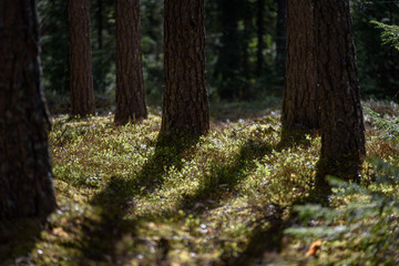 radiant sun light shining through tree branches in forest