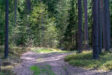 tourist walking footpath in green forest
