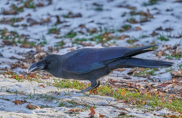 Crow eating snow