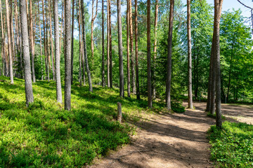 tourist walking footpath in green forest