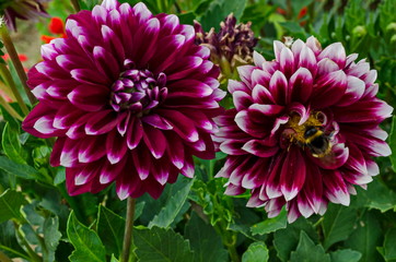 Fresh twig of  mix color purple and white  Dahlia flower blooming in the garden, town Delchevo, Macedonia, Europe  