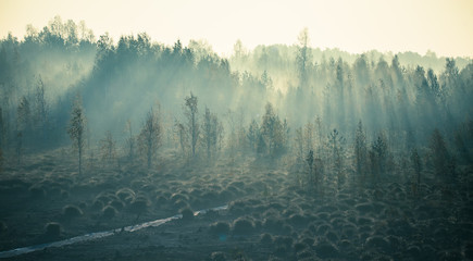 A beautiful misty landscape of a fall in wetlands. Autumn landscape in swamp, soft, diffused light,...