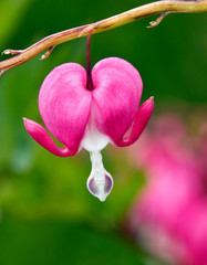 Bleeding Heart 1