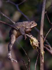 Stuck Toad