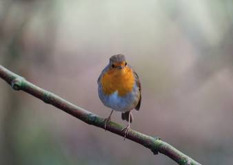 Robin red breast bird in Winter