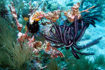 Beautiful coral garden in the Maldives.