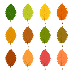 Set of twelve autumn leaves