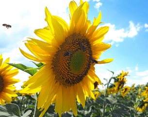 Sunflower close up, bees around a sunflower