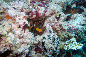 Naklejka na ściany i meble Beautiful coral fish in the coral reef.