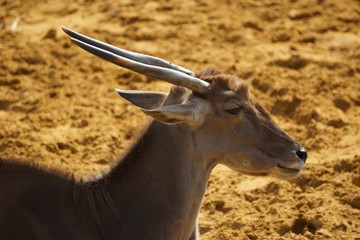 Antilope