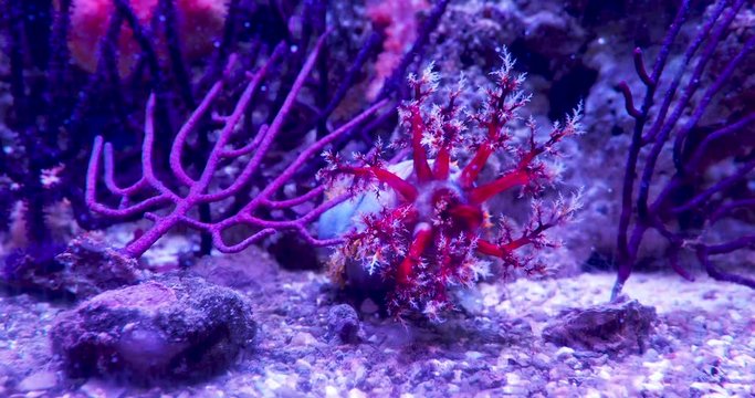 Sea cucumber Cucumariidae, from the class Holothuroidea. Marine animal.