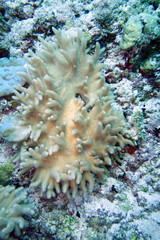 Obraz premium Beautiful coral garden in the Maldives.