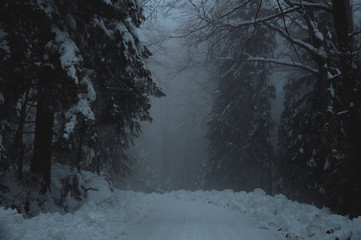Spooky forest road covered with snow © Dusan