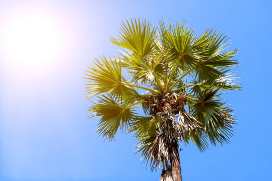 Large palm trees with large leaves in the sun during the day and blue sky.