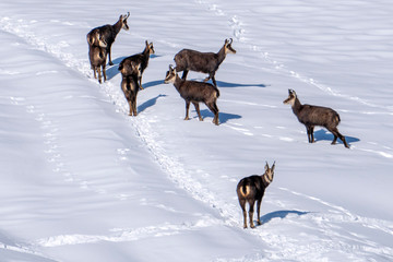 Fototapeta na wymiar Chamois deer on white snow in winter