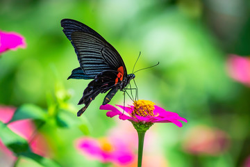 Black Butterfly on Pink Zinnia Bright colors in garden.