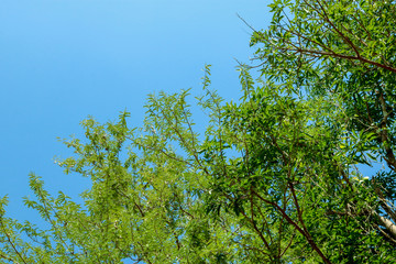 Green leaves of the tamarind are the fruit of the tamarind brown stick in the trunk during the day, the sun shines through.