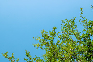 Green leaves of the tamarind are the fruit of the tamarind brown stick in the trunk during the day, the sun shines through.