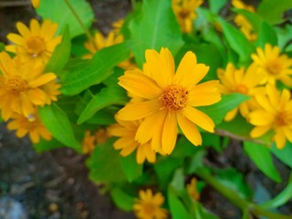 Flower in park vol.7