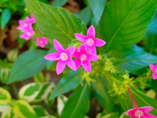 Flower in park vol.9