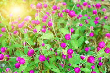 Fototapeta premium Small purple flowers with many green leaves are located on the sunlit area.