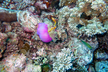 Beautiful anemone fish in the coral reef.