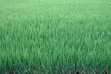 Rice plant