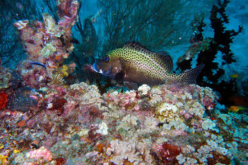 Naklejka na ściany i meble Beautiful grouper in coral reef.