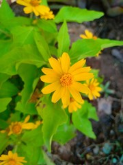 Flower in park vol.23