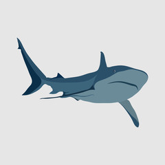shark on a white background, shark attack, the danger in the oce