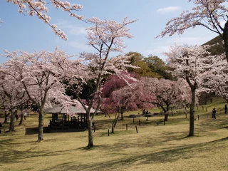 Papier Peint photo Fleur de cerisier 桜満開なさくらの里