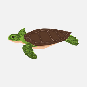 realistic turtle, ocean turtle, flat design