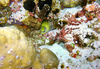 Beautiful coral garden with fimbriated moray in the Maldives.