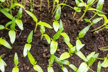 Background green sprouts.