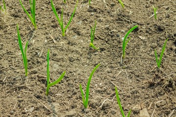 A bed with young shoots of onions.