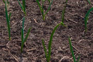 Spring planting, gardening.
