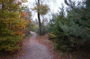 road in the forest autumn