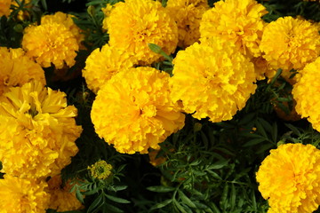 marigold