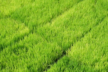 Rice plant