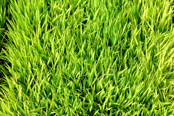 Rice plant