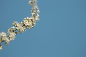Blossoms in sky