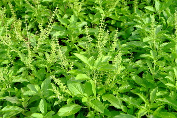 basil