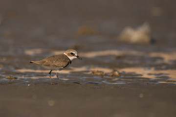 Kentish plover / Charadrius alexandrinus