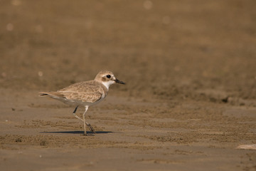 Greater Sand Plover / Charadrius leschenaultii