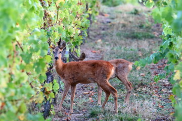 Ricke und Kitz © sunset man
